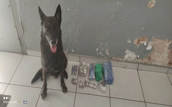 Cão Bono localiza 5 tijolos de maconha no Recanto Elimar em Franca