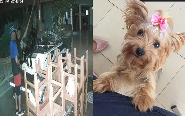 Cadela que desapareceu após invasão a uma casa pode ter sido furtada