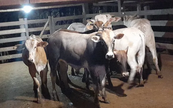 Bois de rodeio furtados em fazenda são recuperados em Buritizal