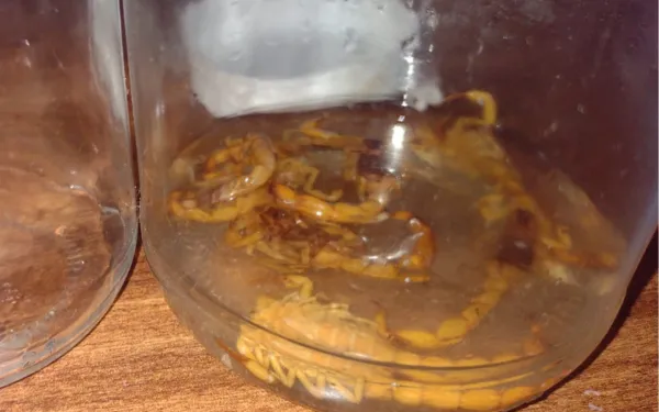 Infestação de escorpiões assusta moradores do Palermo City, em Franca
