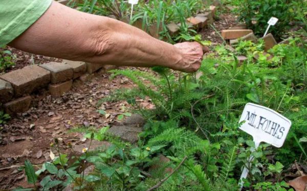 Fiocruz propõe revisão da política de plantas medicinais