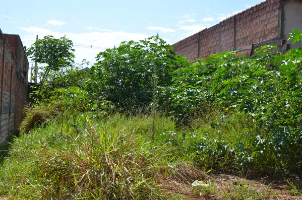 Vigilância notifica 226 donos de terrenos para limparem os lotes