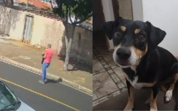 Homem resgata cachorra atropelada em Franca e tutora faz apelo para encontrar animal