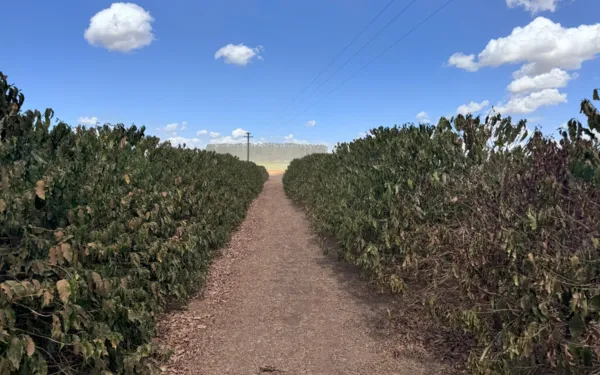 Falta de chuvas ameaça a produção de café na região de Franca