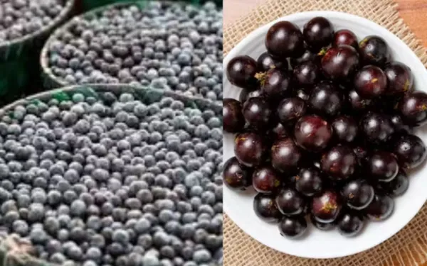 Três frutas brasileiras eleitas melhores do mundo em ranking internacional