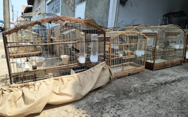 Polícia Ambiental realiza operação no Vera Cruz e resgata 70 aves