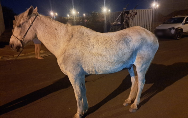 Cavalo branco está em pé sobre o asfalto durante a noite, com luzes de postes ao fundo iluminando a cena. O animal, com aparência cansada e sujo, está preso por uma corda simples. Ao fundo, é possível ver uma carroça encostada perto de um contêiner metálico e um carro branco estacionado. Há também uma pessoa com pernas à mostra, parcialmente visível no canto esquerdo da imagem.