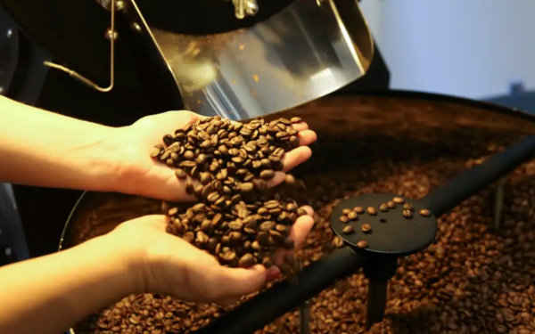 Duas mãos seguram uma porção de grãos de café torrados, deixando parte deles escorrer de volta para um grande recipiente circular cheio de mais grãos. Ao fundo, vê-se parte de uma máquina de torrefação em funcionamento.