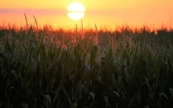Agro pop