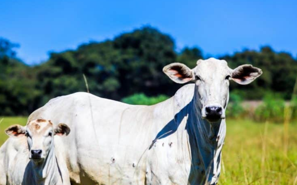 Vaca