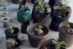 Casal é alvo de operação após suspeita de cultivo e venda irregular de derivados de cannabis