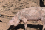 Mais de 140 porcos são encontrados em situação de maus-tratos