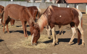 Leilão terá 13 animais de grande porte recolhidos em vias públicas de Franca