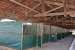 Os "gigantes orelhudos" do agro nacional começam a invadir o Parque Fernando Costa em Franca