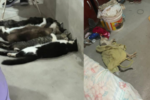 Cinco são denunciados por esquema clandestino de venda de sangue de gatos