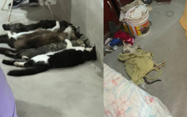 Cinco são denunciados por esquema clandestino de venda de sangue de gatos