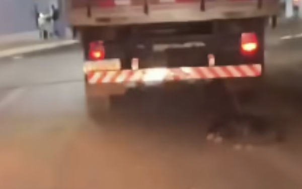 Cachorro é arrastado por caminhão e polícia tenta identificar motorista