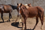 Leilão de animais de grande porte acontece em novembro; veja como participar