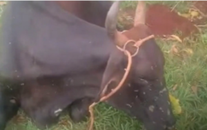 Quatro vacas morrem em acidente com caminhões e motociclista na Anhanguera