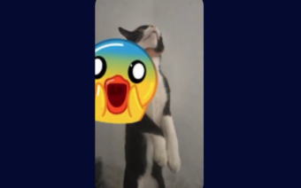 Imagem de gato sendo enforcado pela suspeita de maus-tratos
Foto: Reprodução Redes Sociais